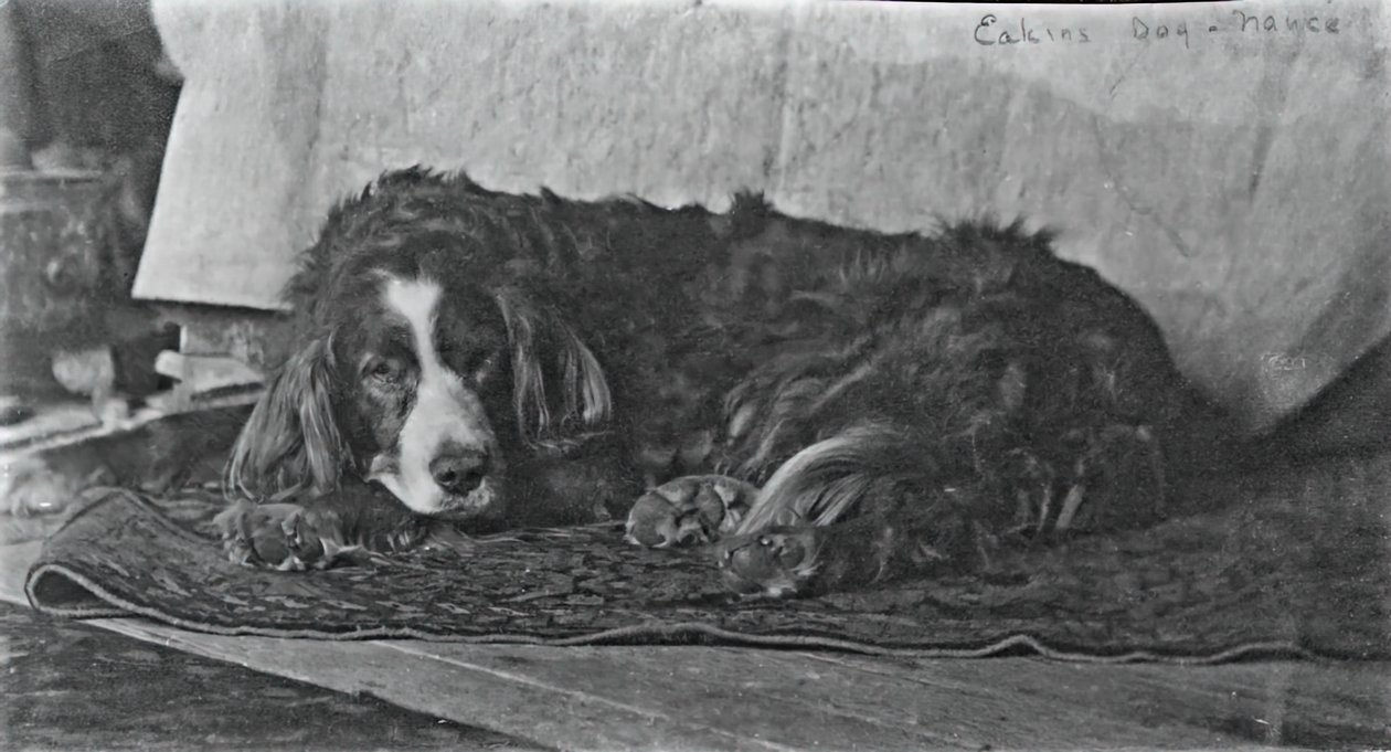 Eakins hund Harry, ca. 1880-1890. av Thomas Eakins