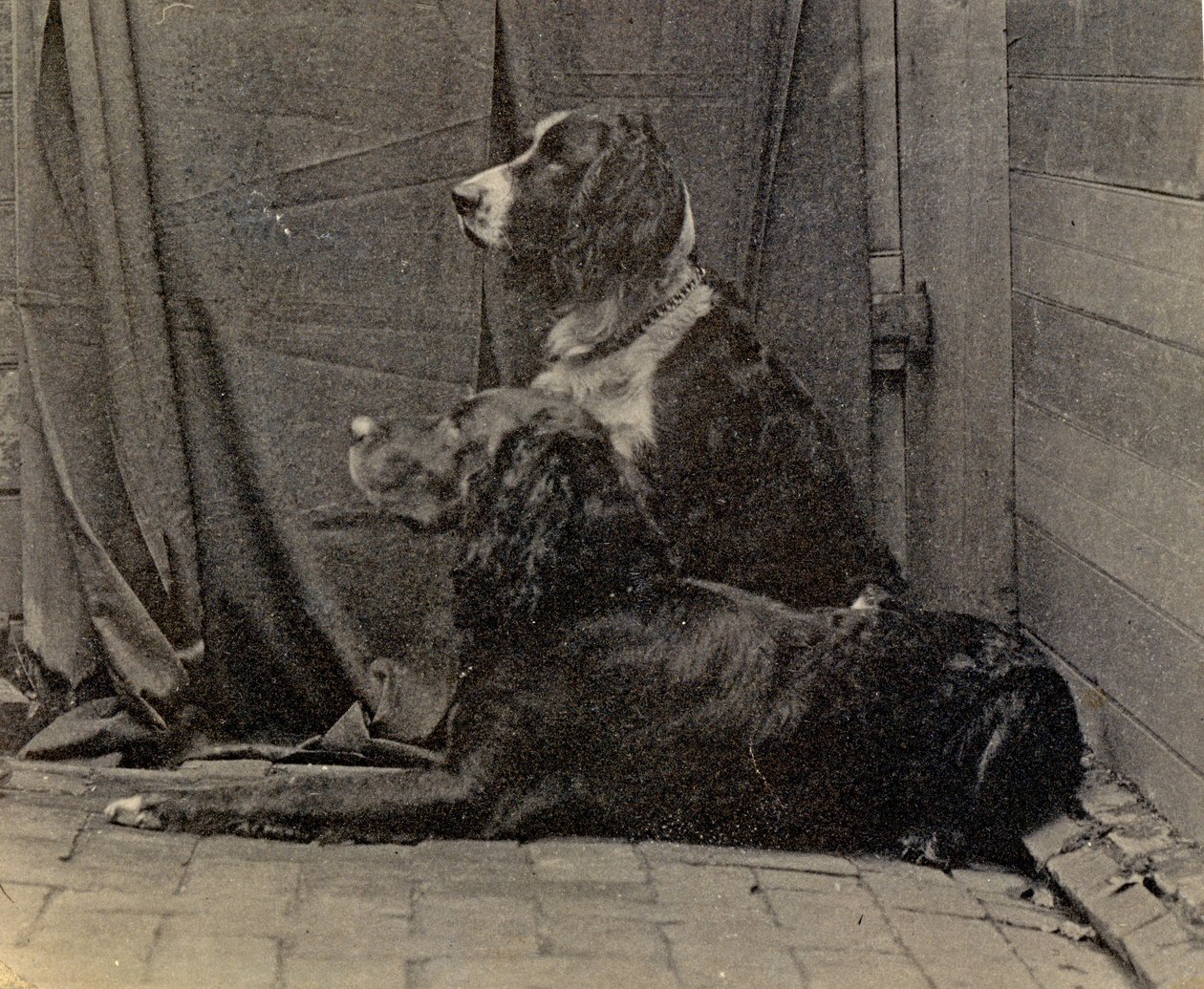 Thomas Eakins Dogs, 1884 av Thomas Eakins