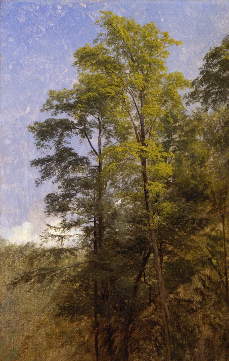Tree Study, Catskill Clove, N.Y. av Thomas Hiram Hotchkiss