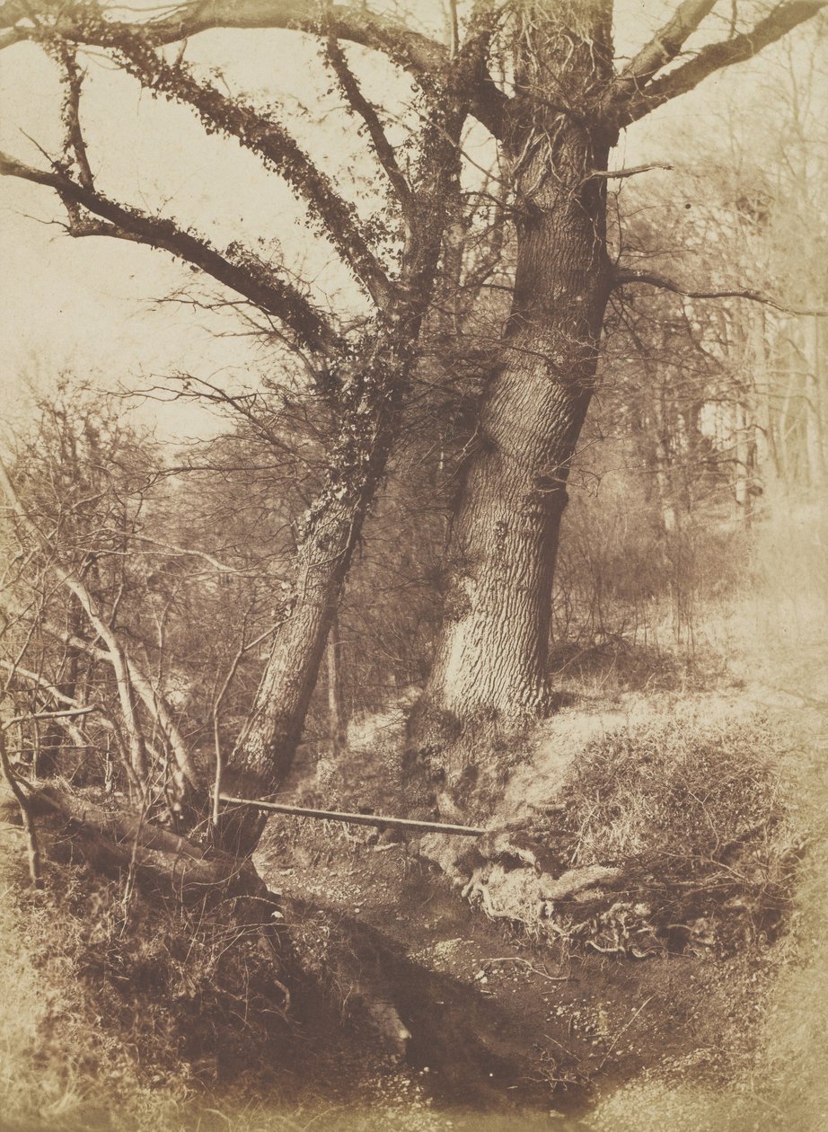 Träd, 1854-57. av Thomas Keith