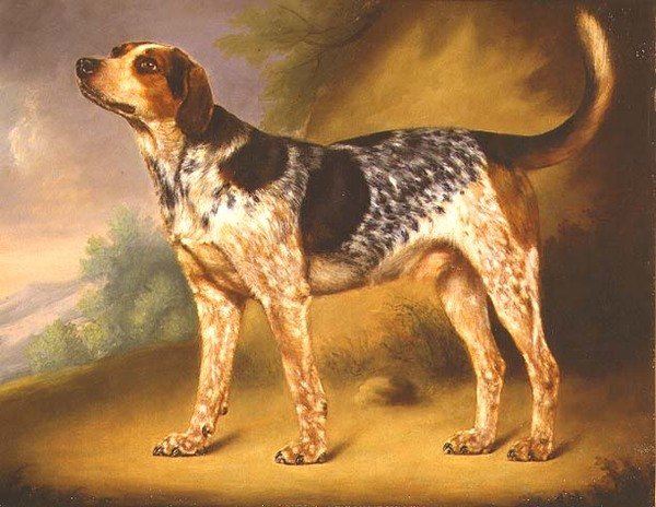 Richard Stracheys Hound "Glancer" av Thomas Morris