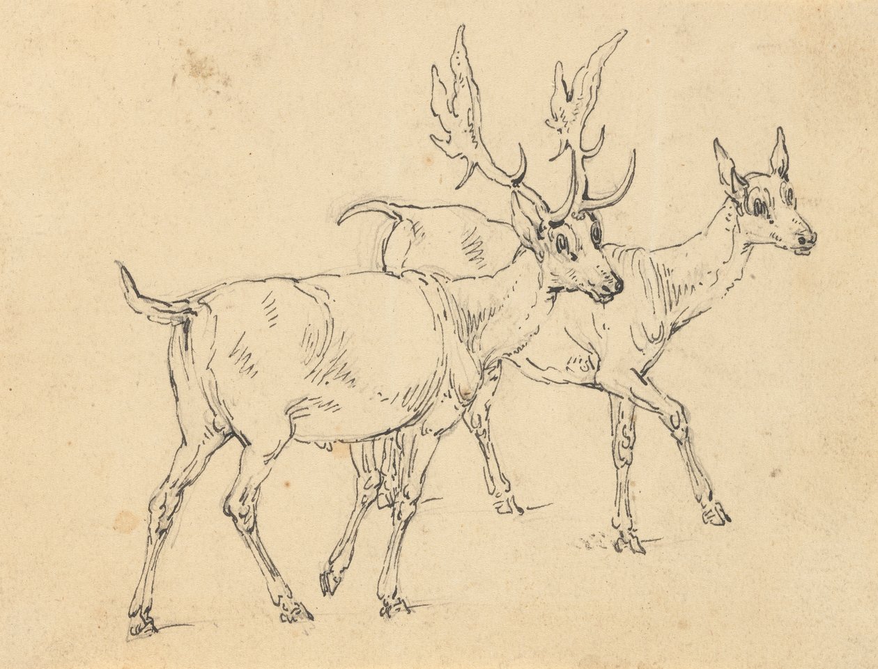 Albumritning av Thomas Rowlandson