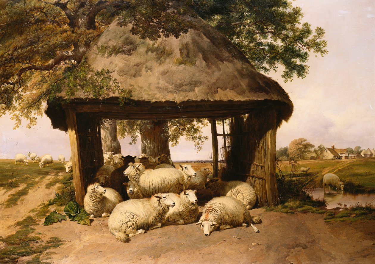 Får vilar under ett skydd av Thomas Sidney Cooper