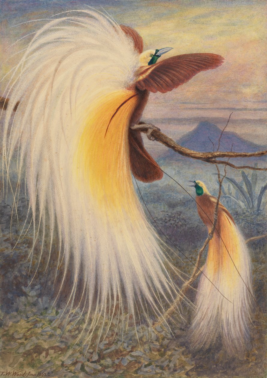 Paradisets fåglar av Thomas William Wood