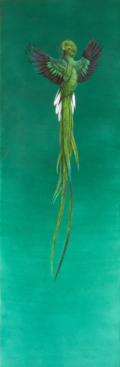Quetzal (akvarell och gouache på papper) av Tim Hayward