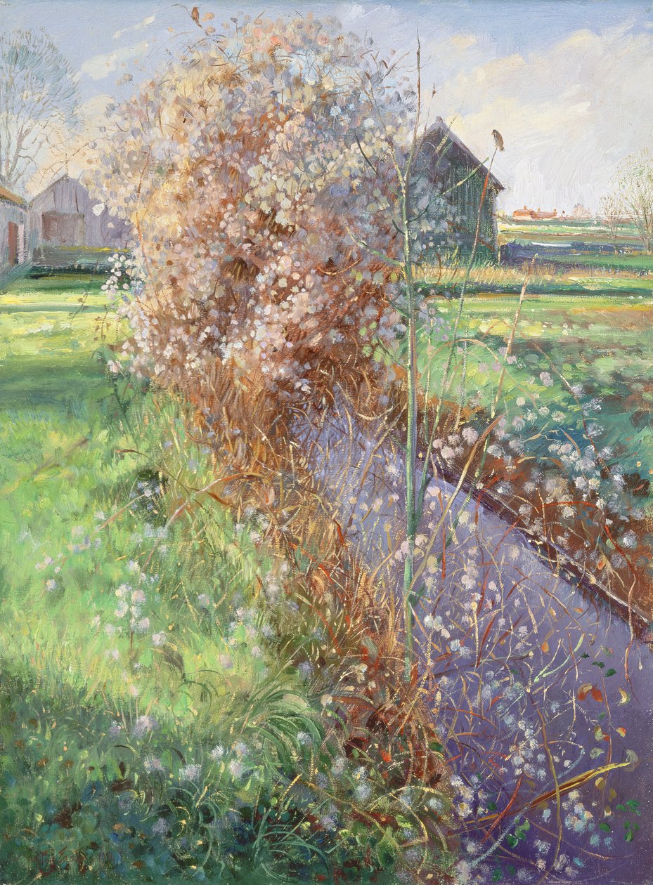 Skäggig buske av Timothy Easton