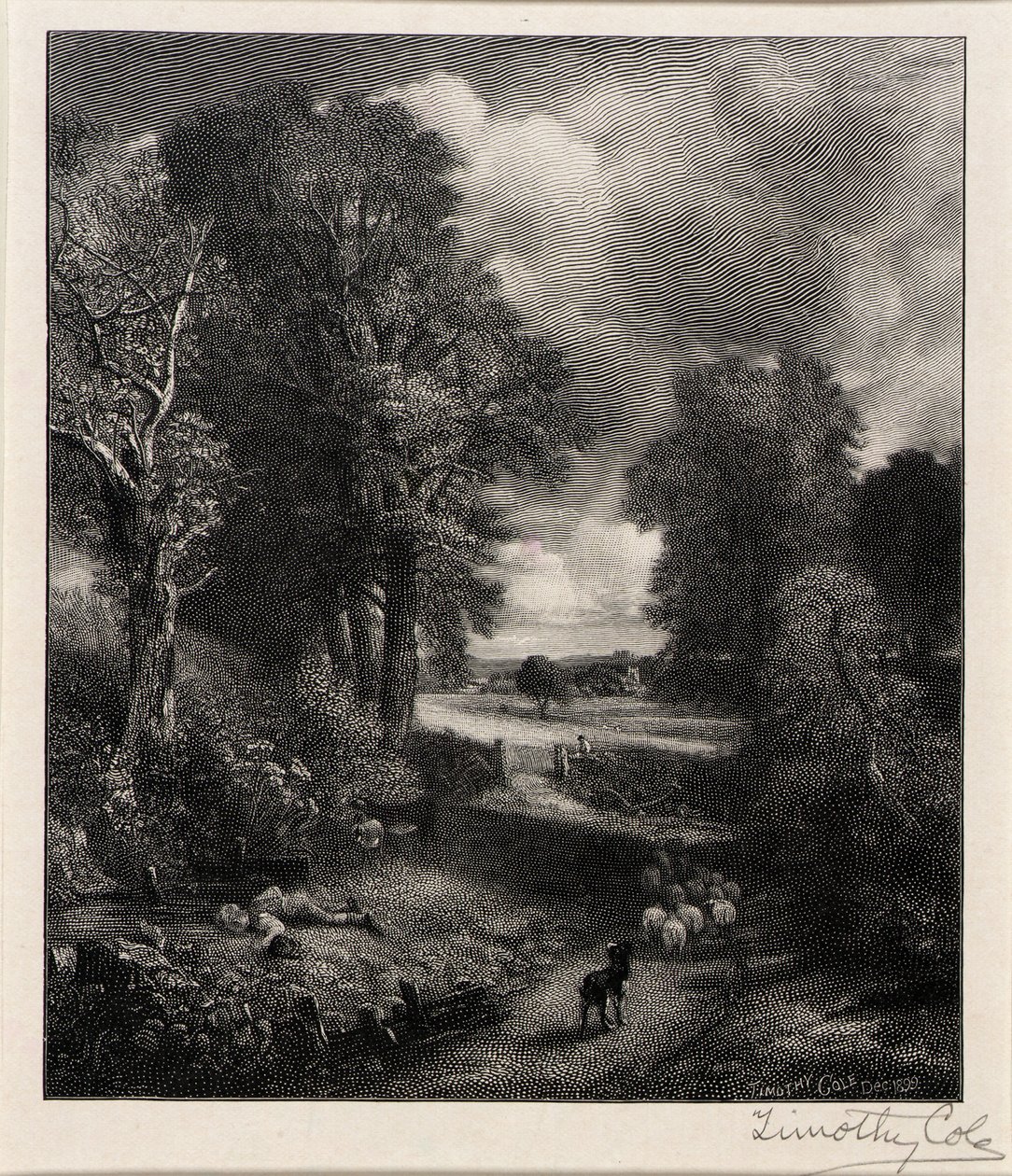 Kornfält av Timothy Cole