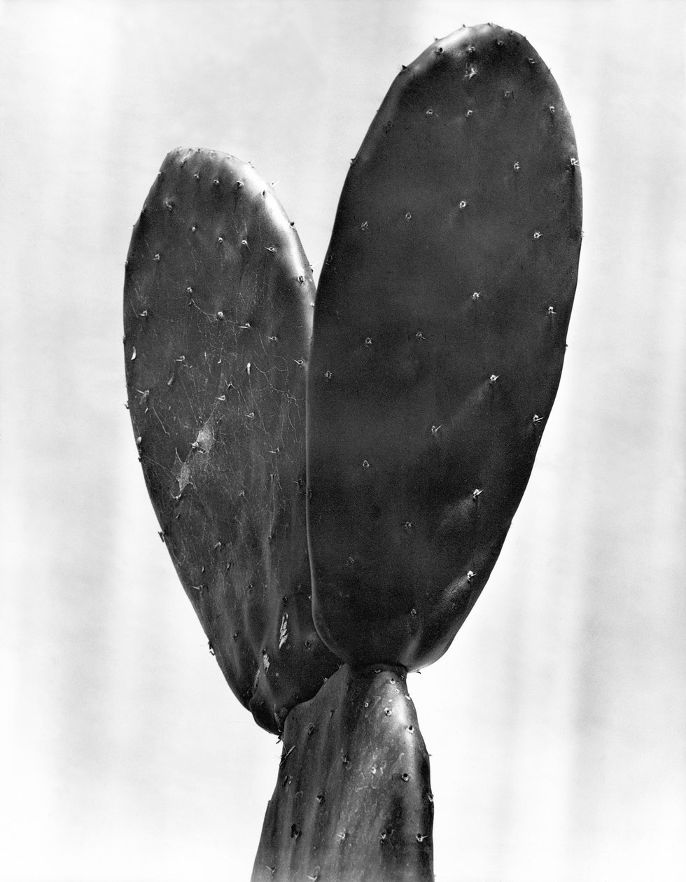 Cactus, Mexico City, 1925 av Tina Modotti