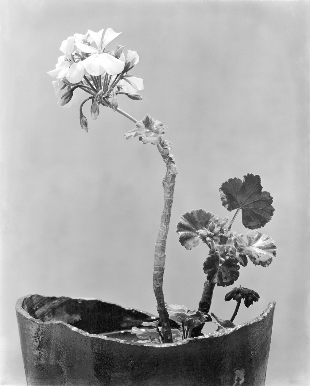 Geranium, Mexico City, ca 1924 av Tina Modotti