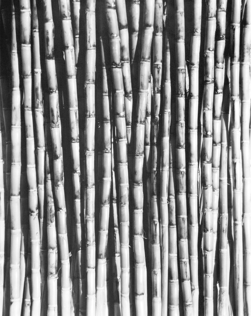 Sockerrör, Mexiko, 1929 av Tina Modotti