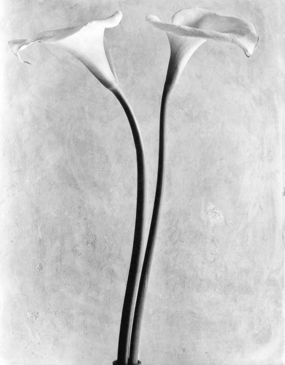 Calla Lilies, Mexico City, 1925 av Tina Modotti
