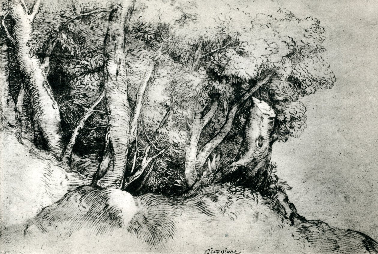 Skogslandskap, c1516-1518, 1937 av Tiziano Vecelli