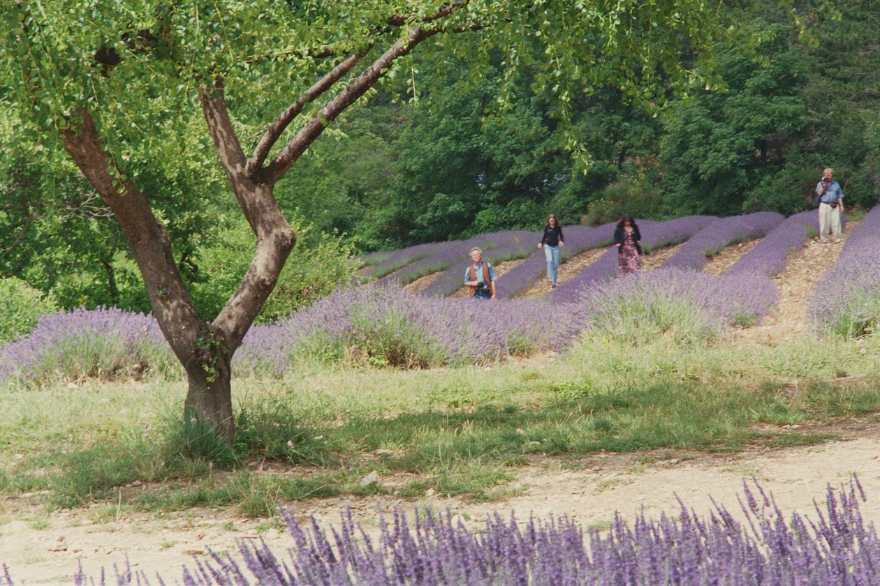 Träd i lavendelfältet, på Abbaye Senanques marker, Provence, Frankrike, 1999 av Trevor Neal