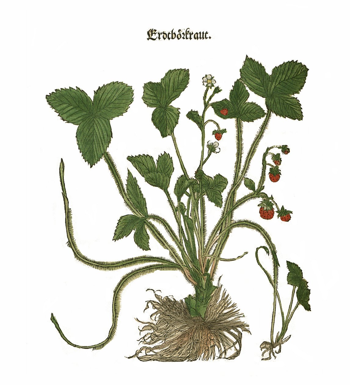 Jordgubbsillustration av Unbekannt Unbekannt