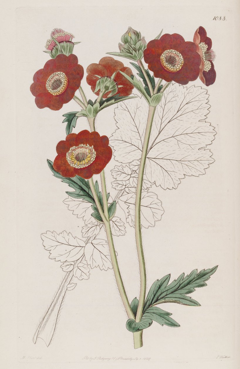 Geum quellyon, som Geum coccineum Lindl. av Unbekannt Unbekannt