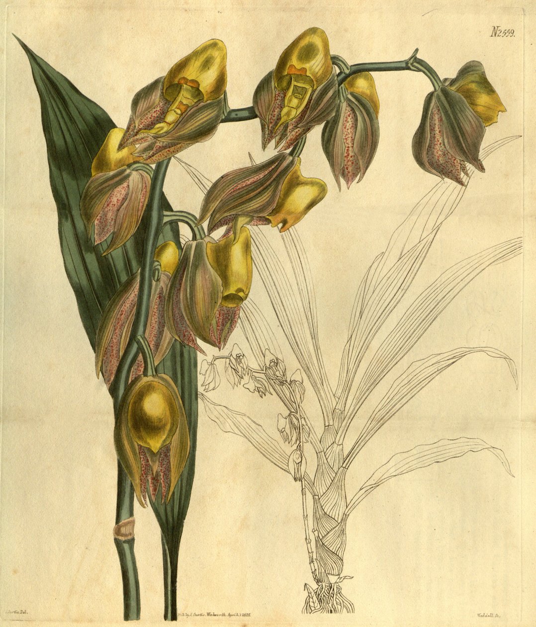 Illustration of Catasetum macrocarpum (as syn. Catasetum tridentatum) av Unbekannt Unbekannt