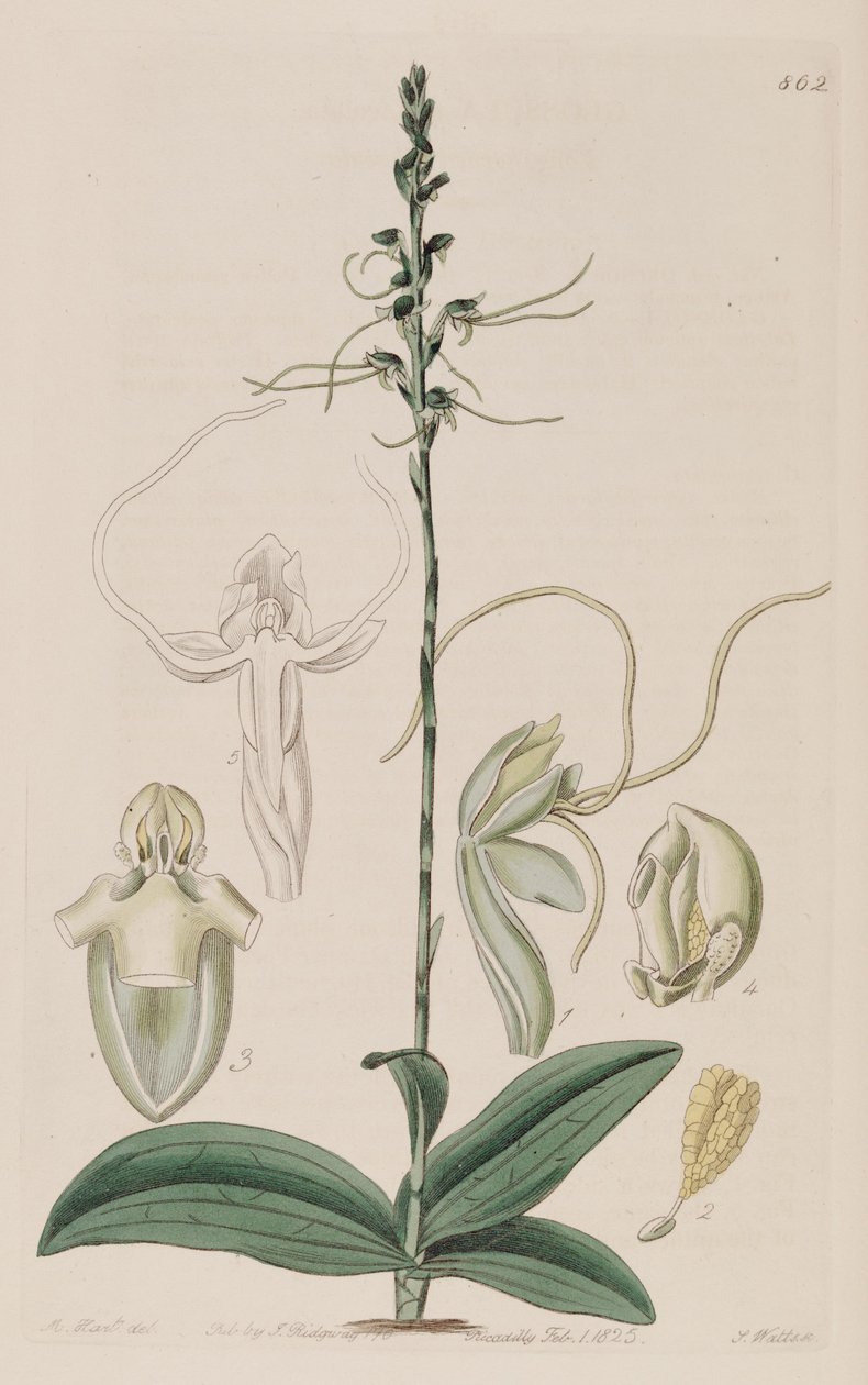Illustration of Peristylus tentaculatus (as syn. Glossula tentaculata) av Unbekannt Unbekannt