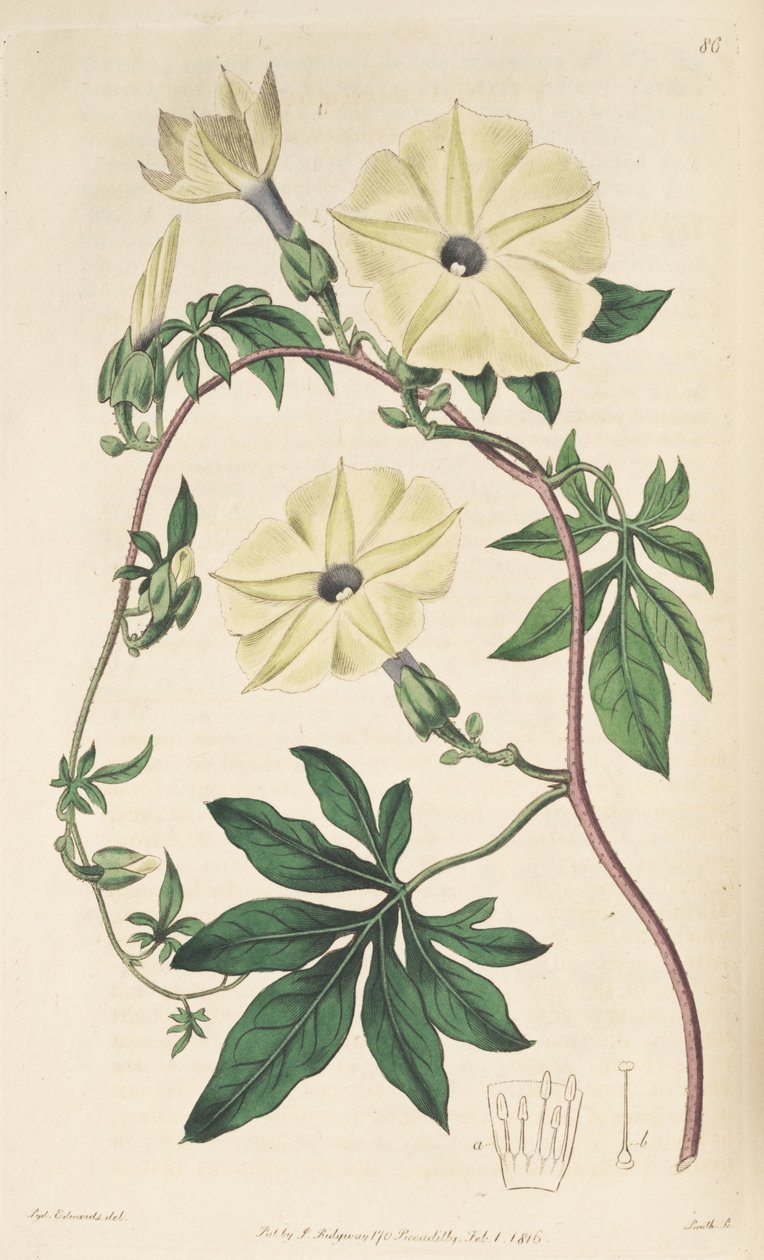 Ipomoea tuberculata av Unbekannt Unbekannt