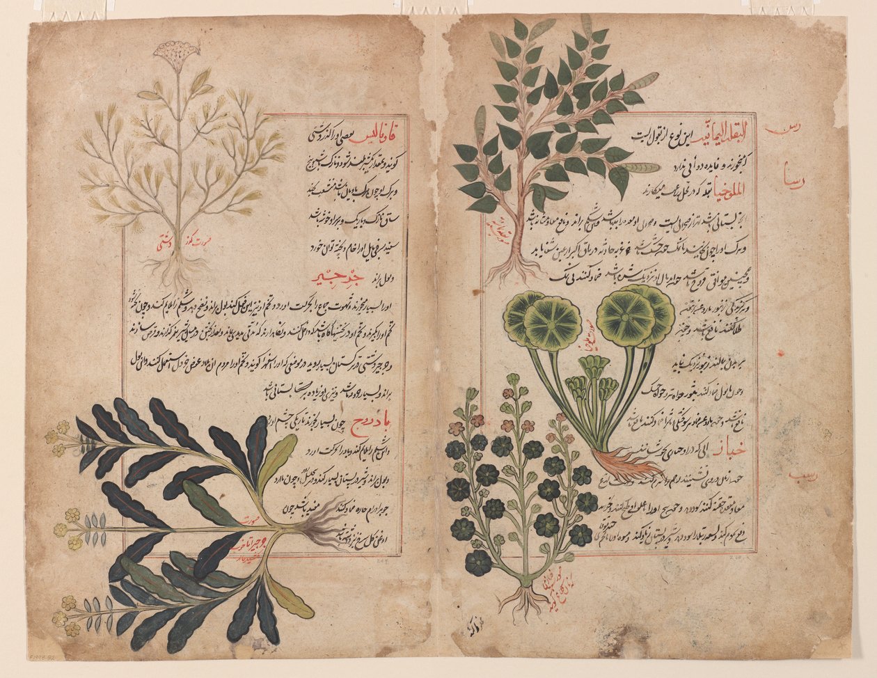 Dubbel folio från en Kitab-i hashaish (Örtsboken) av Unbekannt Unbekannt