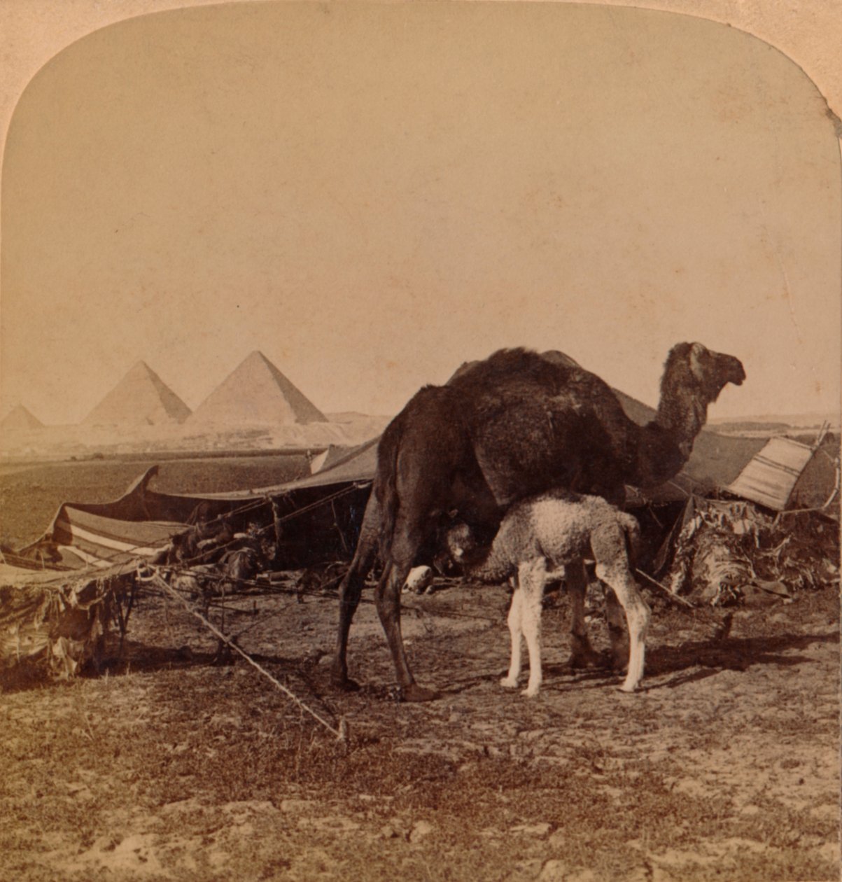 A Baby of the Desert, Egypten, 1896 av Unbekannt