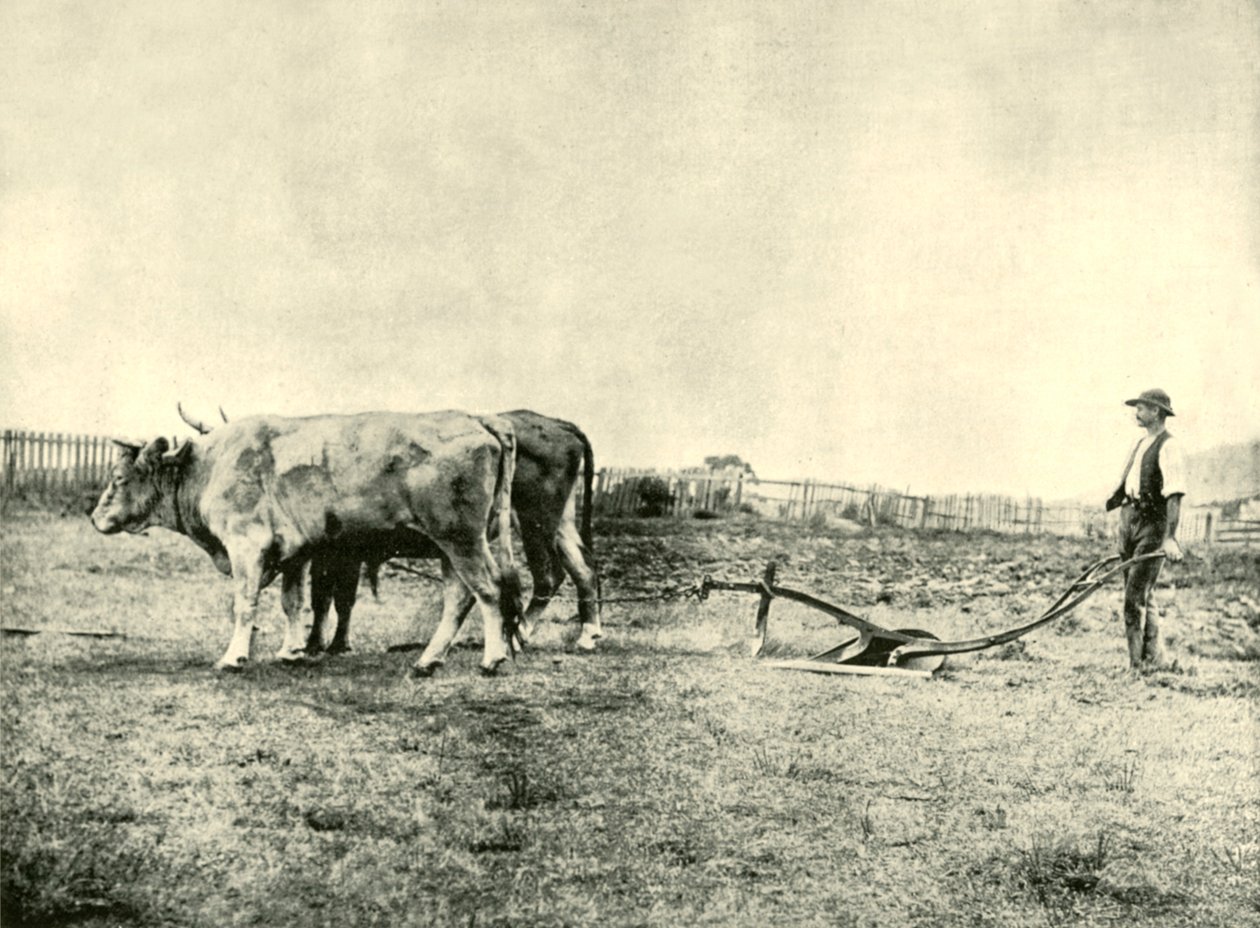 A Bullock Plow Team, 1901. av Unbekannt
