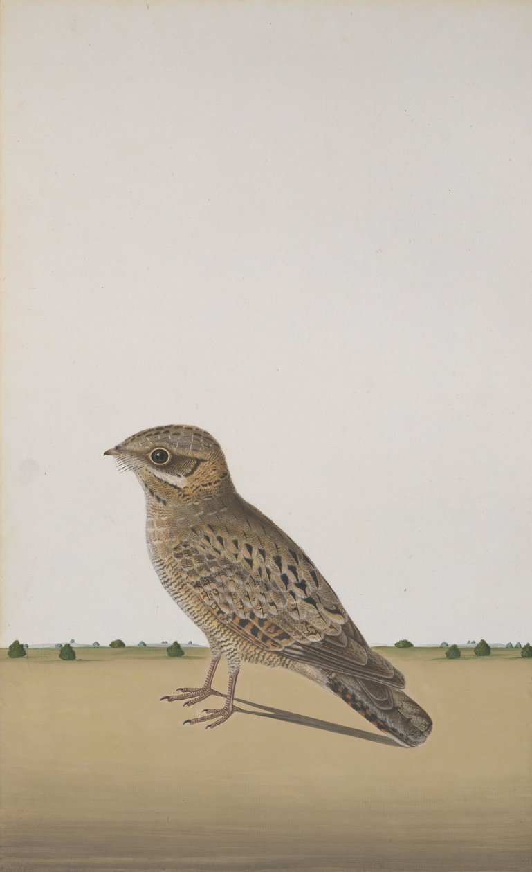En vanlig indisk nattskärra Caprimulgus asiaticus, ca. 1780 av Unbekannt