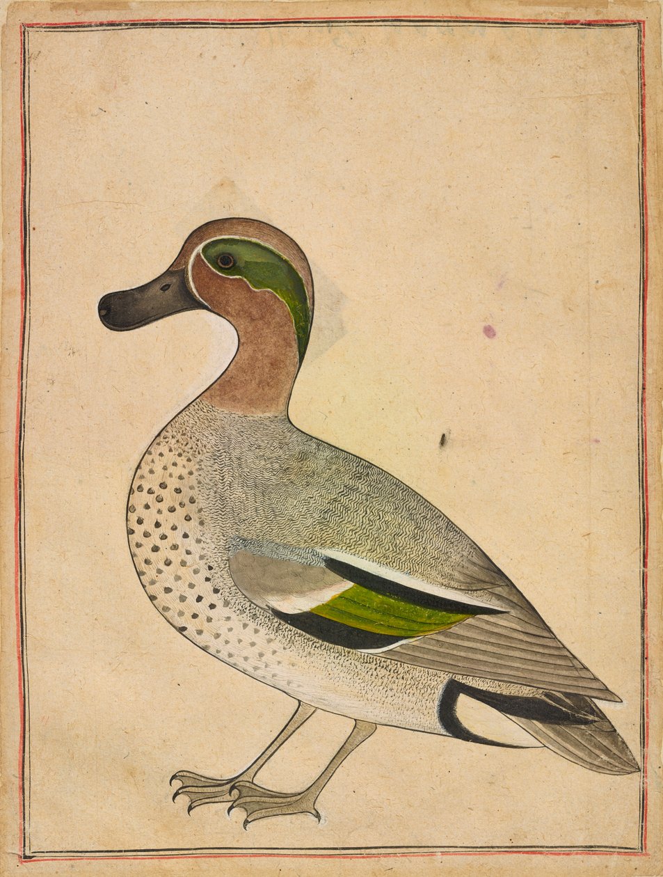 En grönvingad kricka, ca. 1730. av Unbekannt