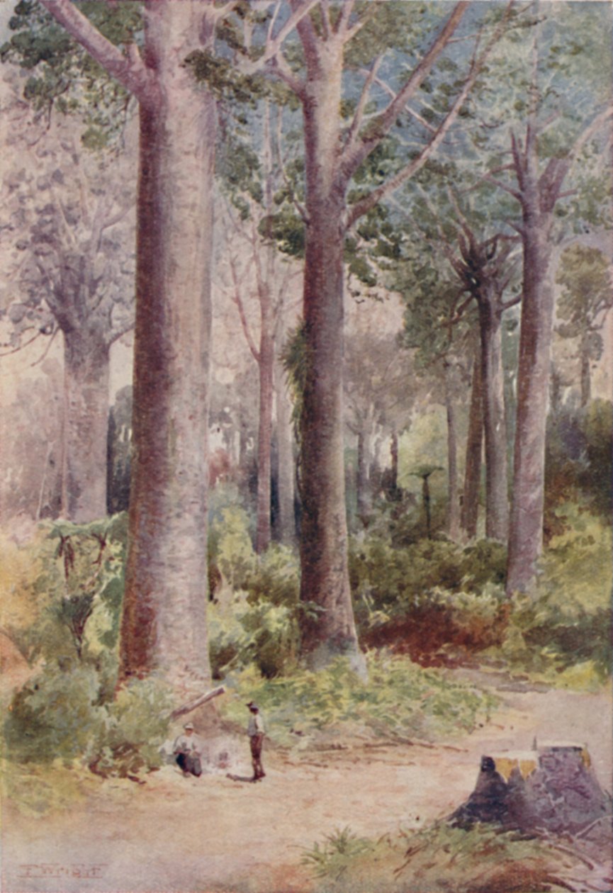 A Kauri Forest, 1923. av Unbekannt