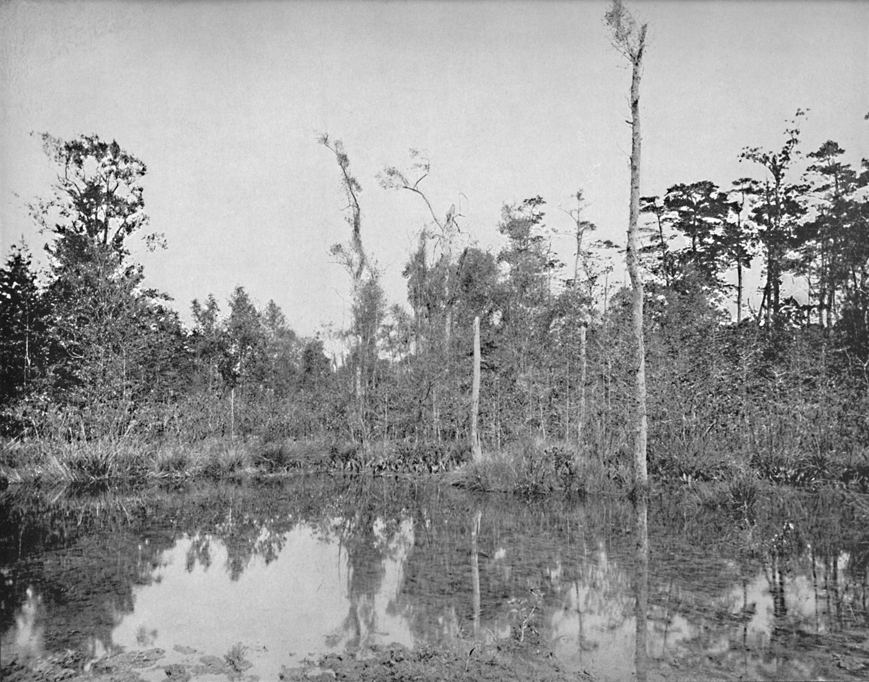 Ett träsk i Louisiana, c1897. av Unbekannt
