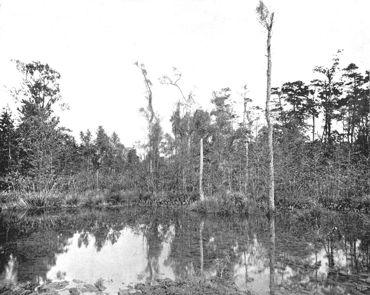Ett träsk i Louisiana, USA, c1900. av Unbekannt