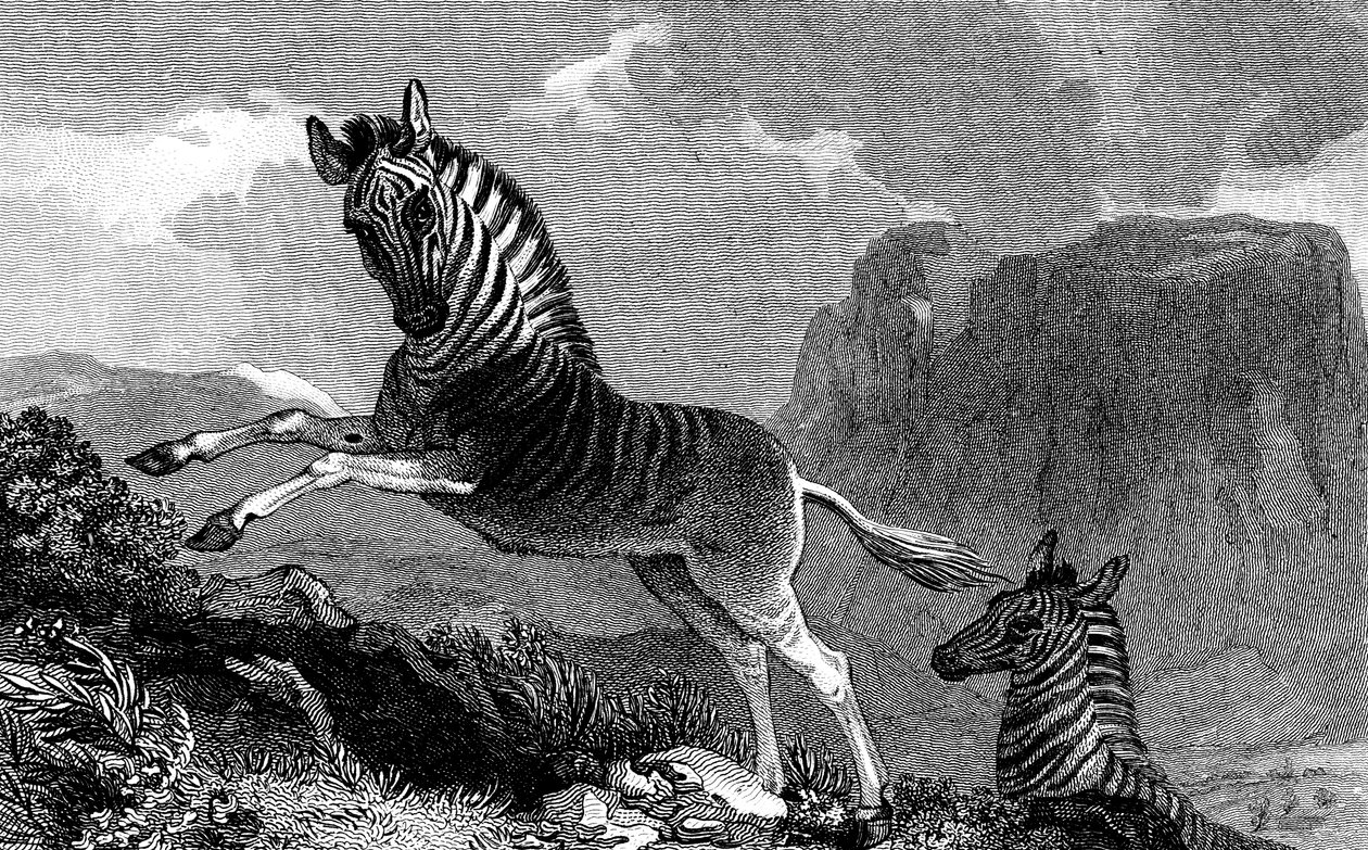 En Quagga, 1815 av Unbekannt