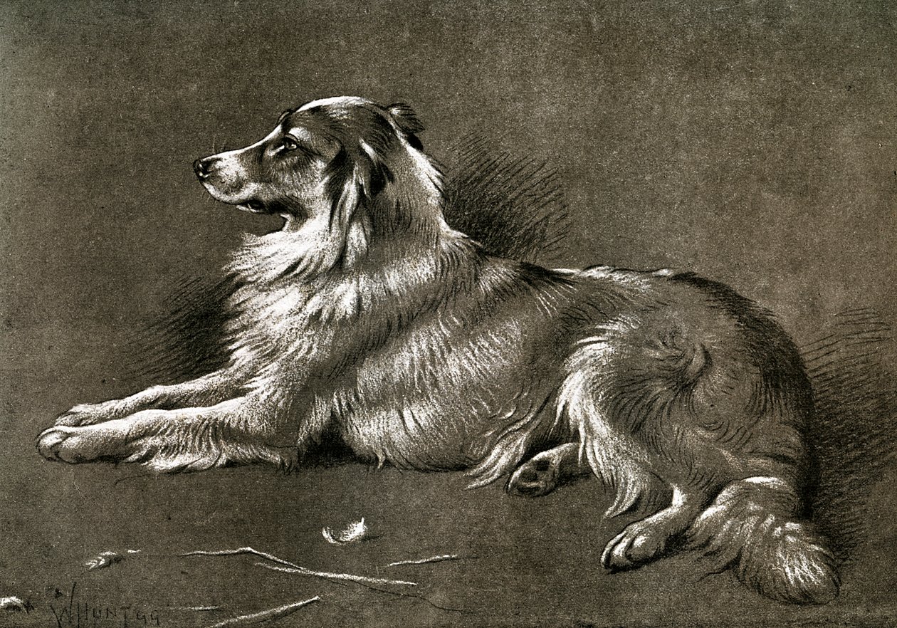 En fårhund, 1901 av Unbekannt