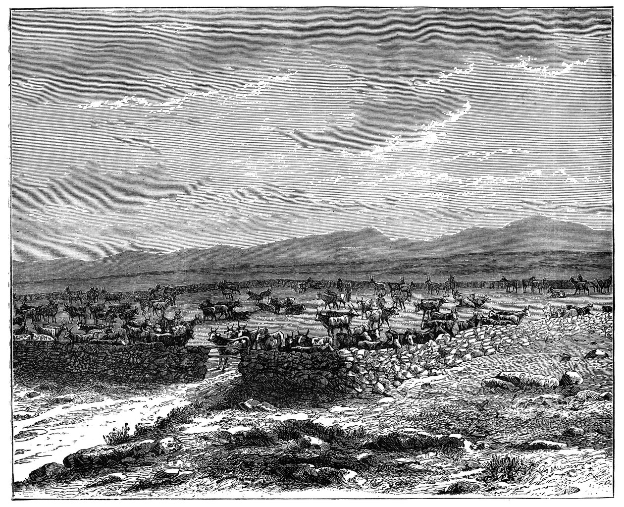 En sydafrikansk boskapskraal, c1890 av Unbekannt