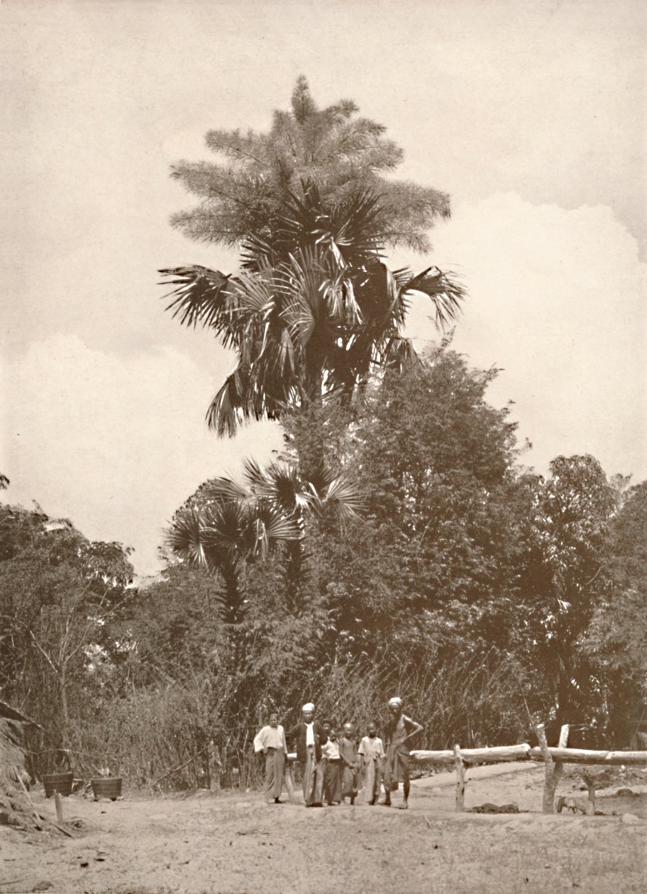 En talipotpalm i blom, 1900. av Unbekannt