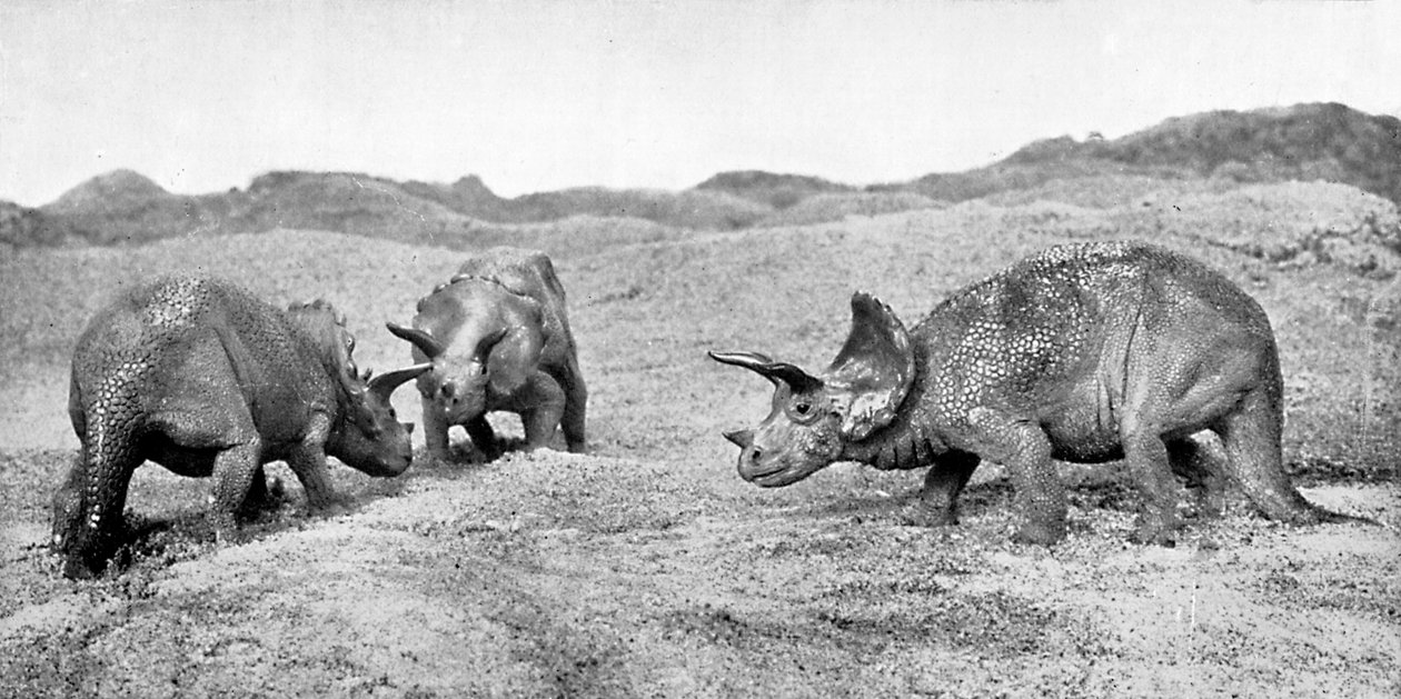 En grupp triceratops, 1900-talet av Unbekannt
