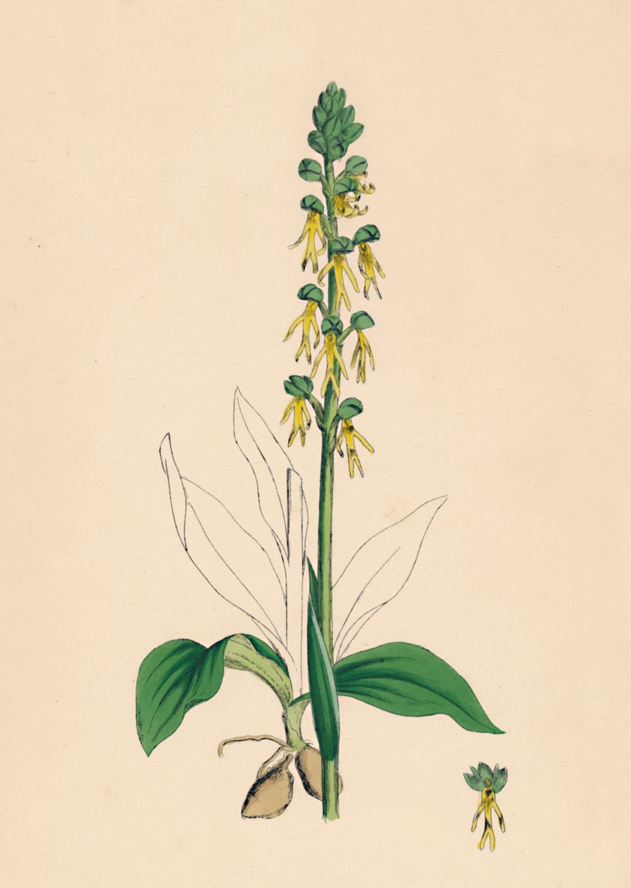 Aceras anthropophora. Man Orchis, 1800-talet av Unbekannt