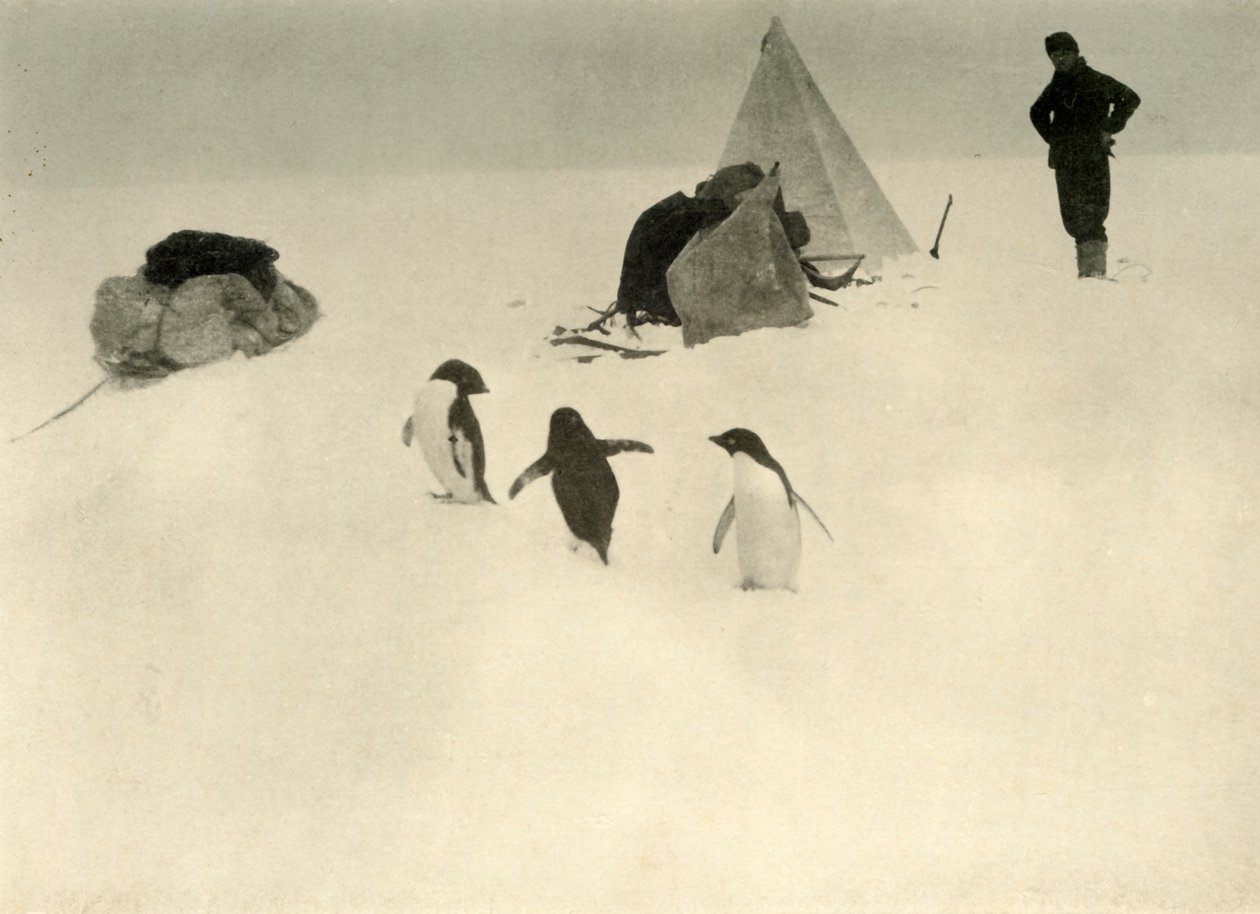 Adelie Penguins besöker ett läger c1908, 1909. av Unbekannt
