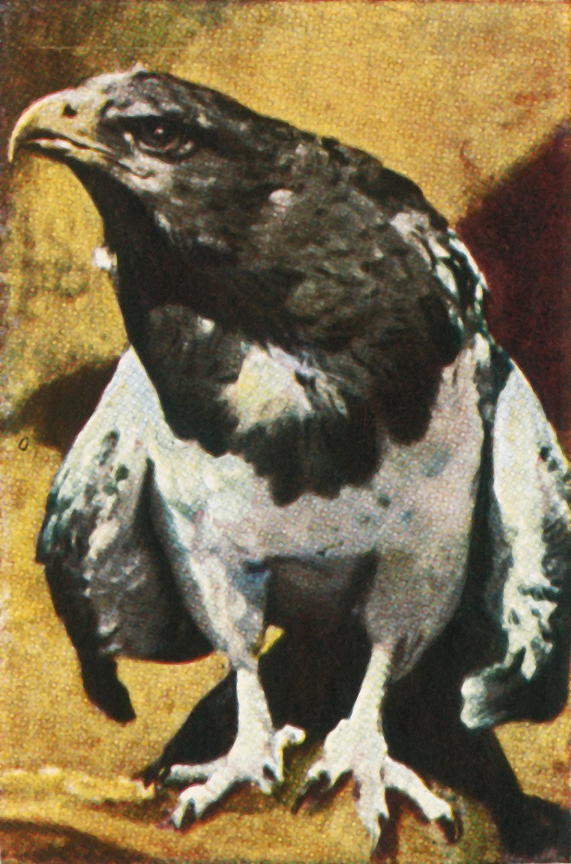 Vuxen nål, c1928. av Unbekannt