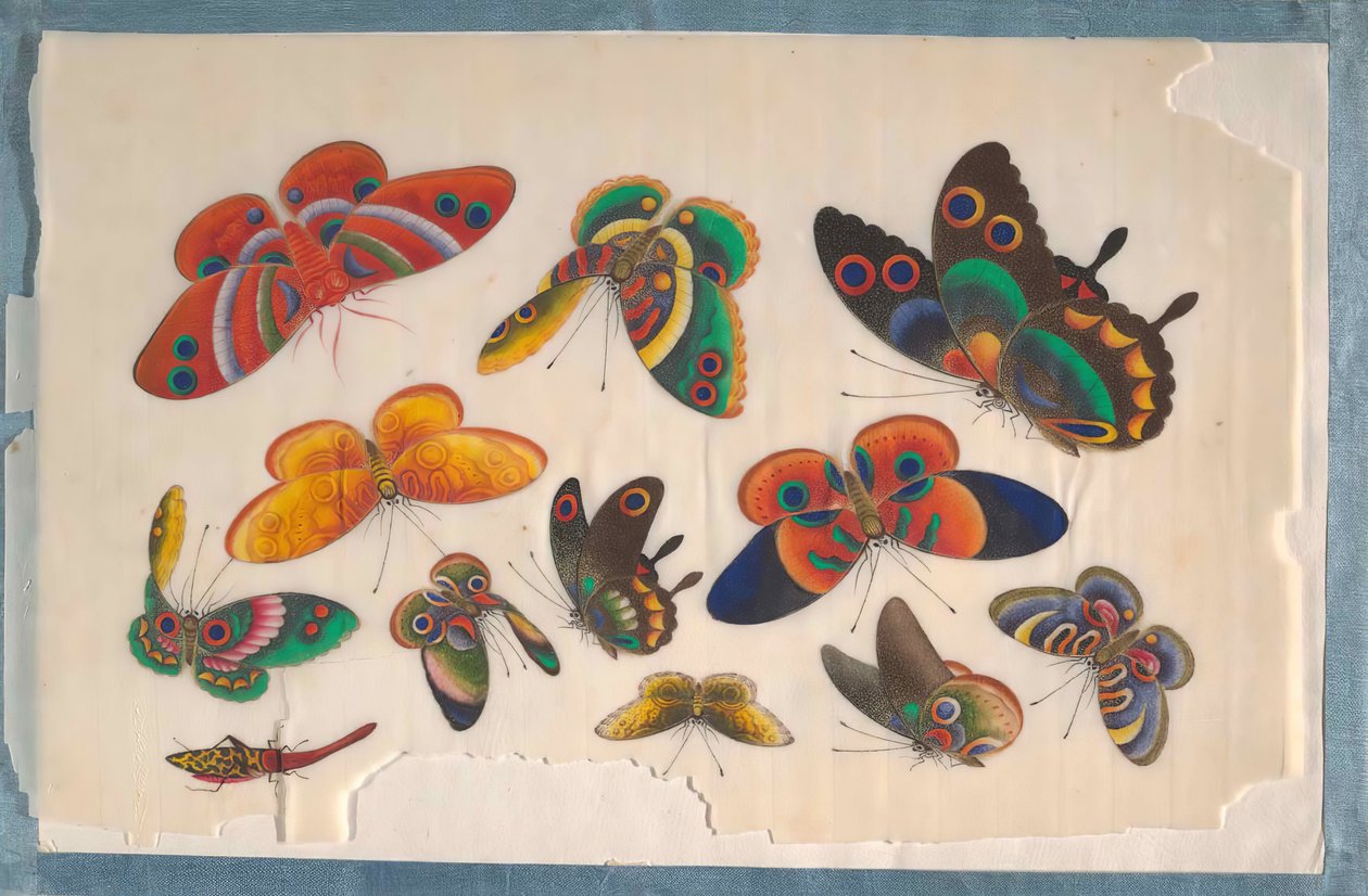Album innehållande tolv målningar av insekter, 1800-talet. av Unbekannt