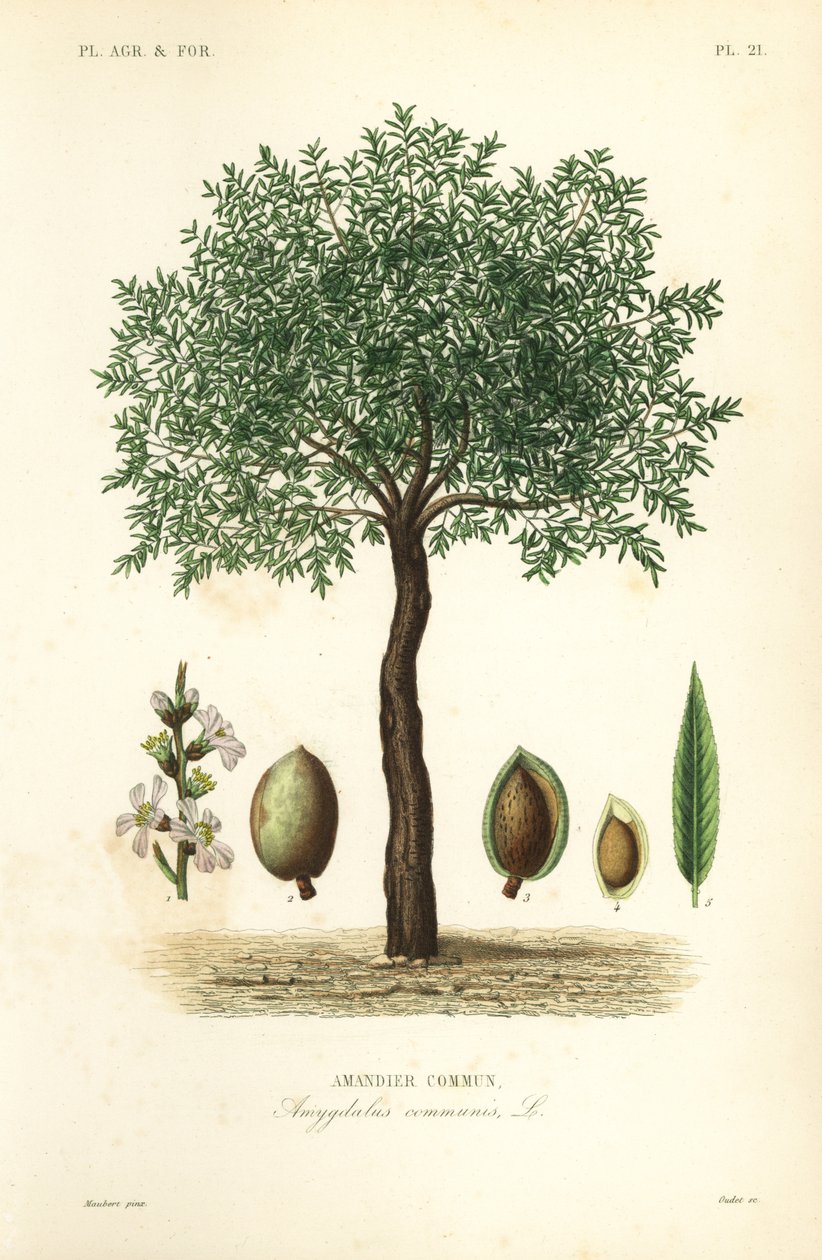 Mandelträd, Prunus dulcis, Vanligt mandelträd av Unbekannt