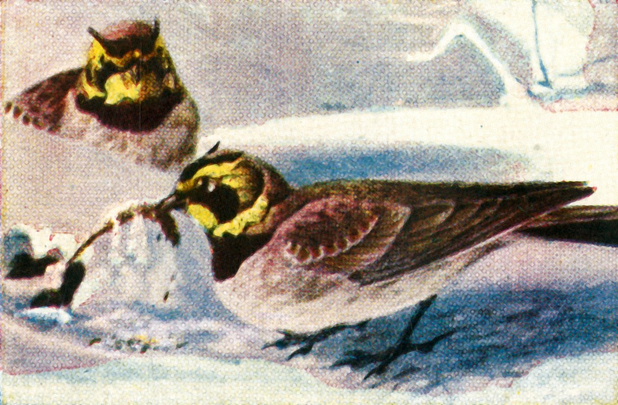 Alplärkor, c1928. av Unbekannt