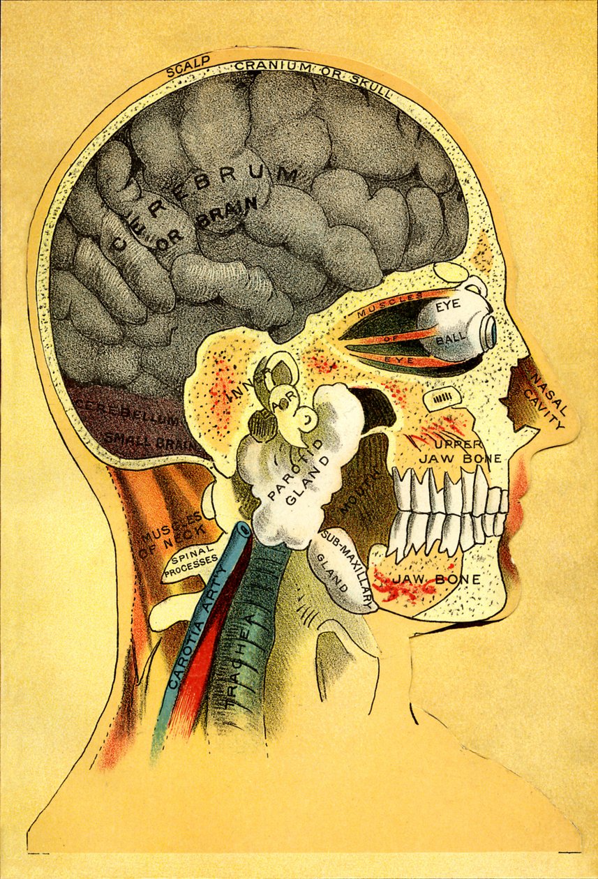 Anatomiskt diagram, huvudet 1905 av Unbekannt