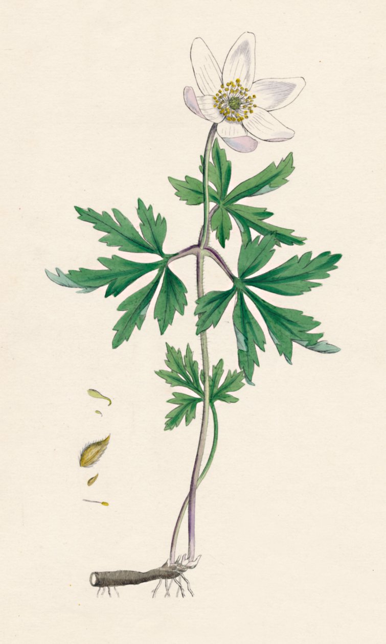 Anemone träig. Skogsippor, 1800-tal av Unbekannt