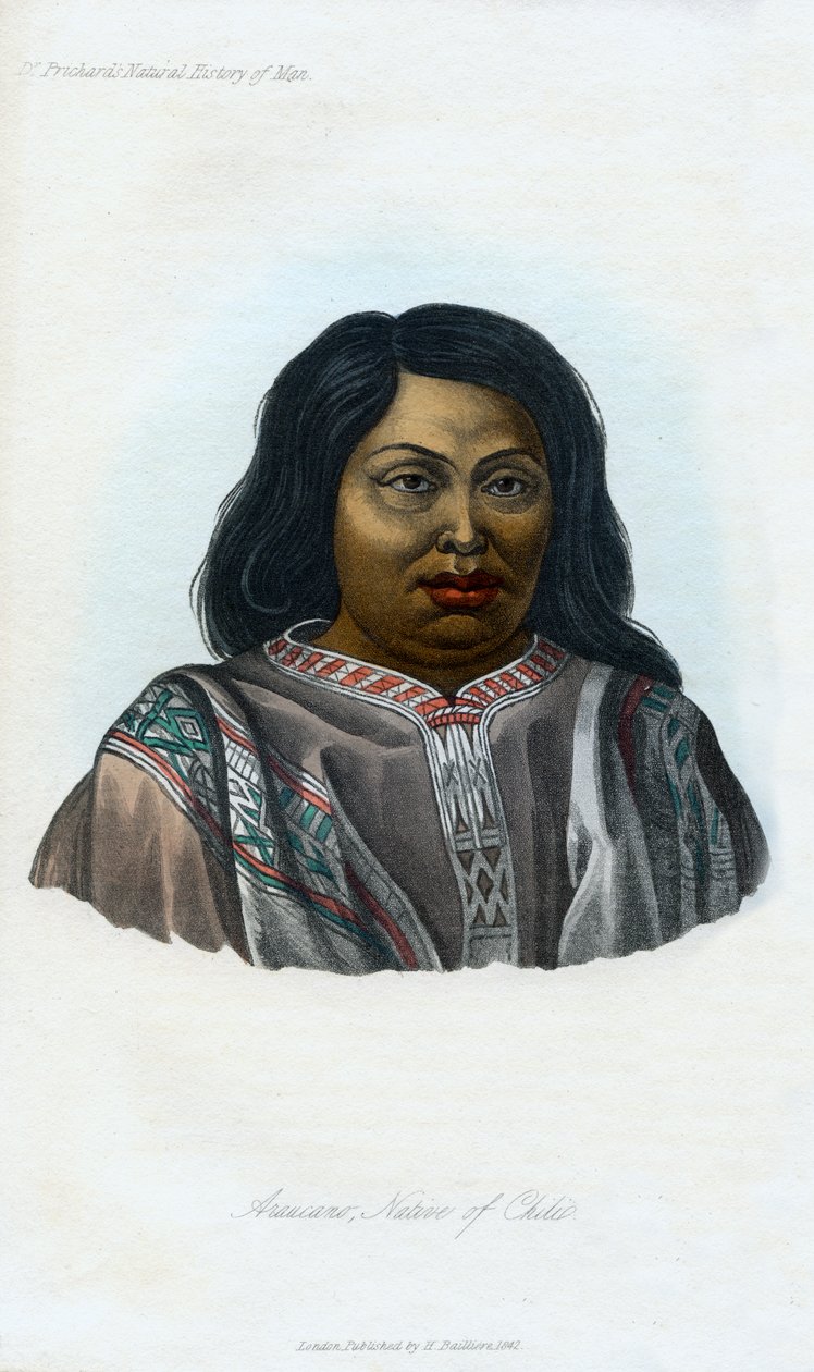 Araucano, född i Chili, 1848 av Unbekannt