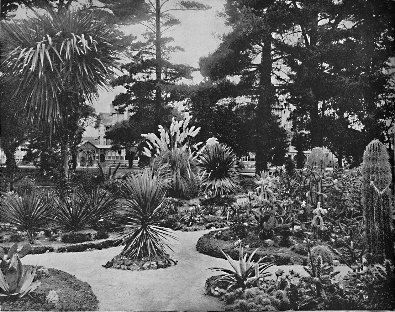 Arizona trädgård. Monterey, Cal., c1897. av Unbekannt