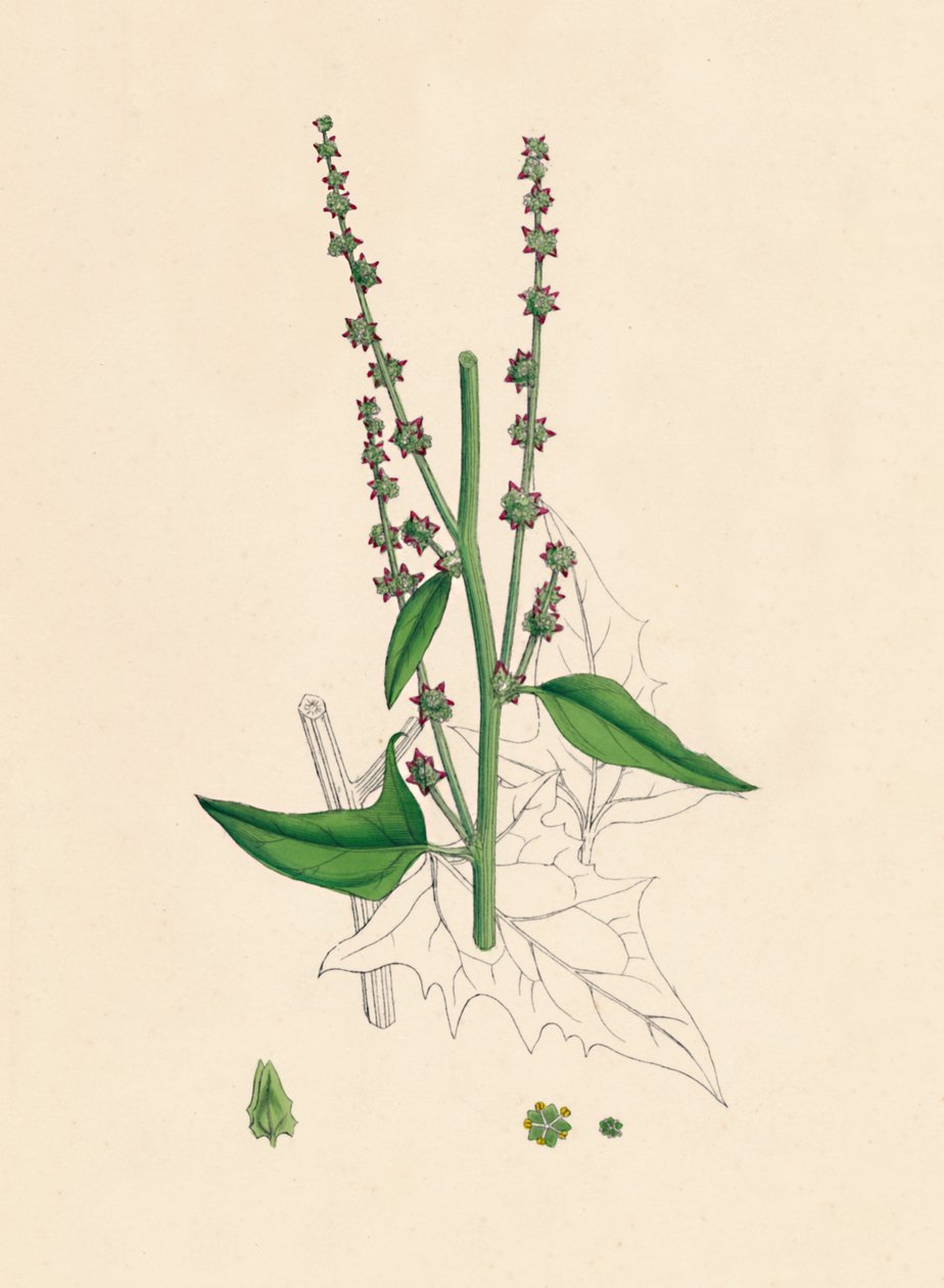 Atriplex Smithii. Smiths Orache, 1800-talet av Unbekannt