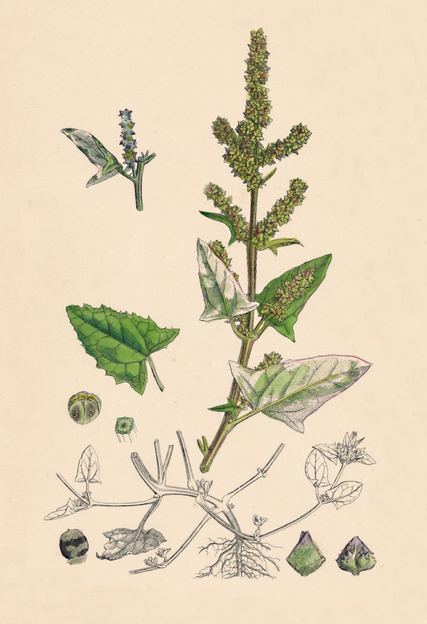 Atriplex deltoidea. Triangulär-bladig Orache, 1800-talet av Unbekannt