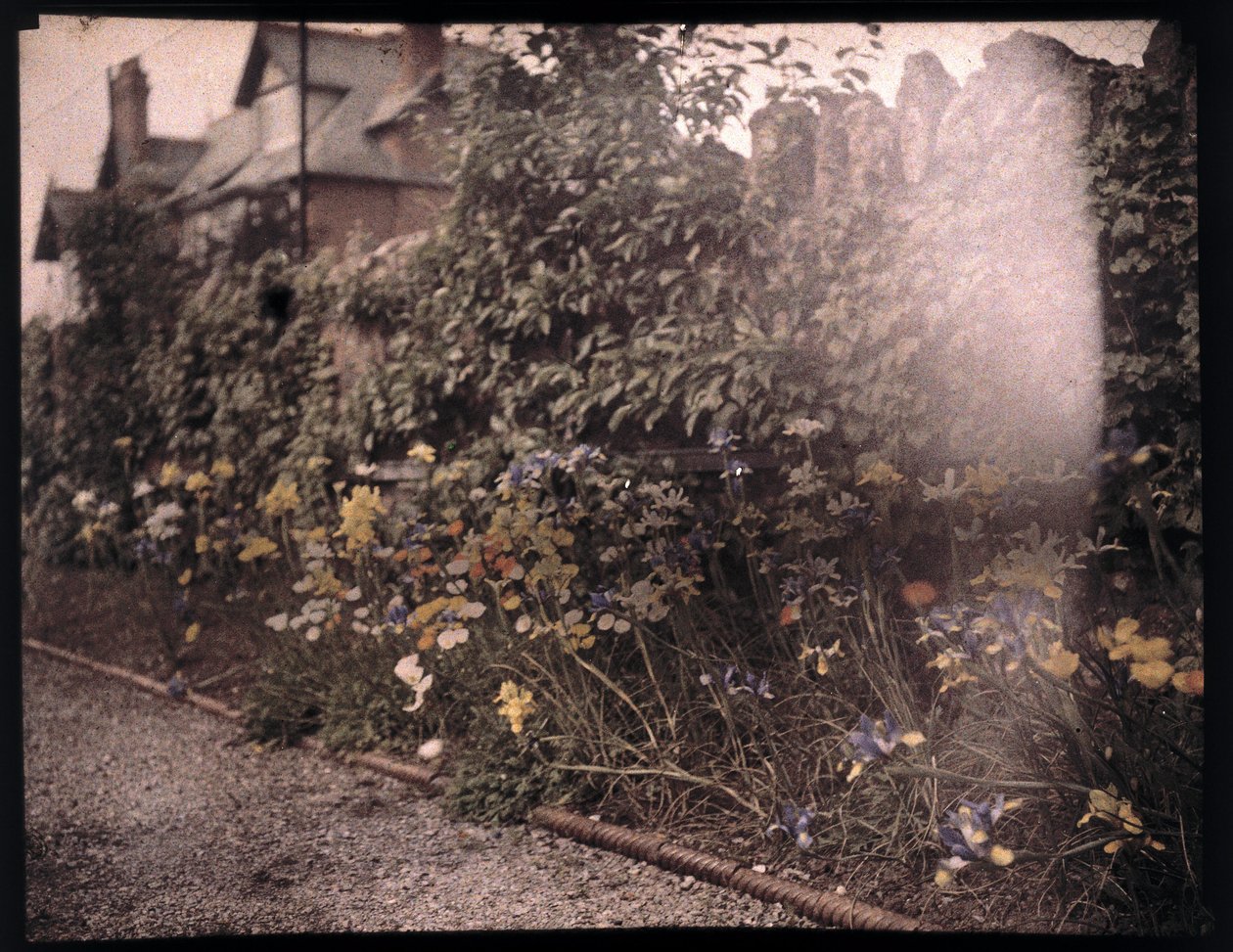 Autochrome of flowers, c 1908 av Unbekannt