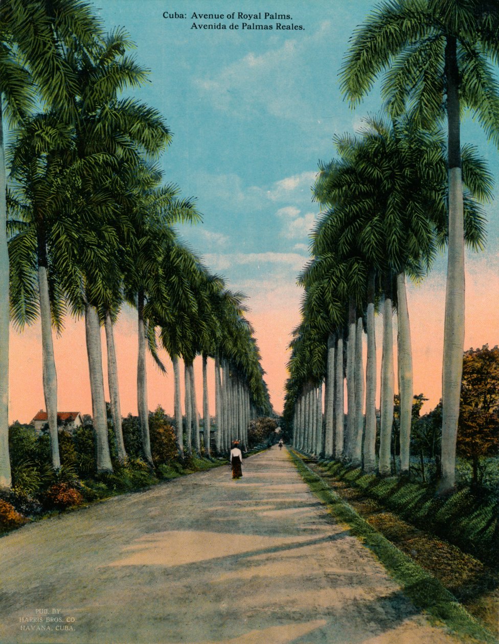 Avenue of Royal Palms, Kuba, c1920 av Unbekannt