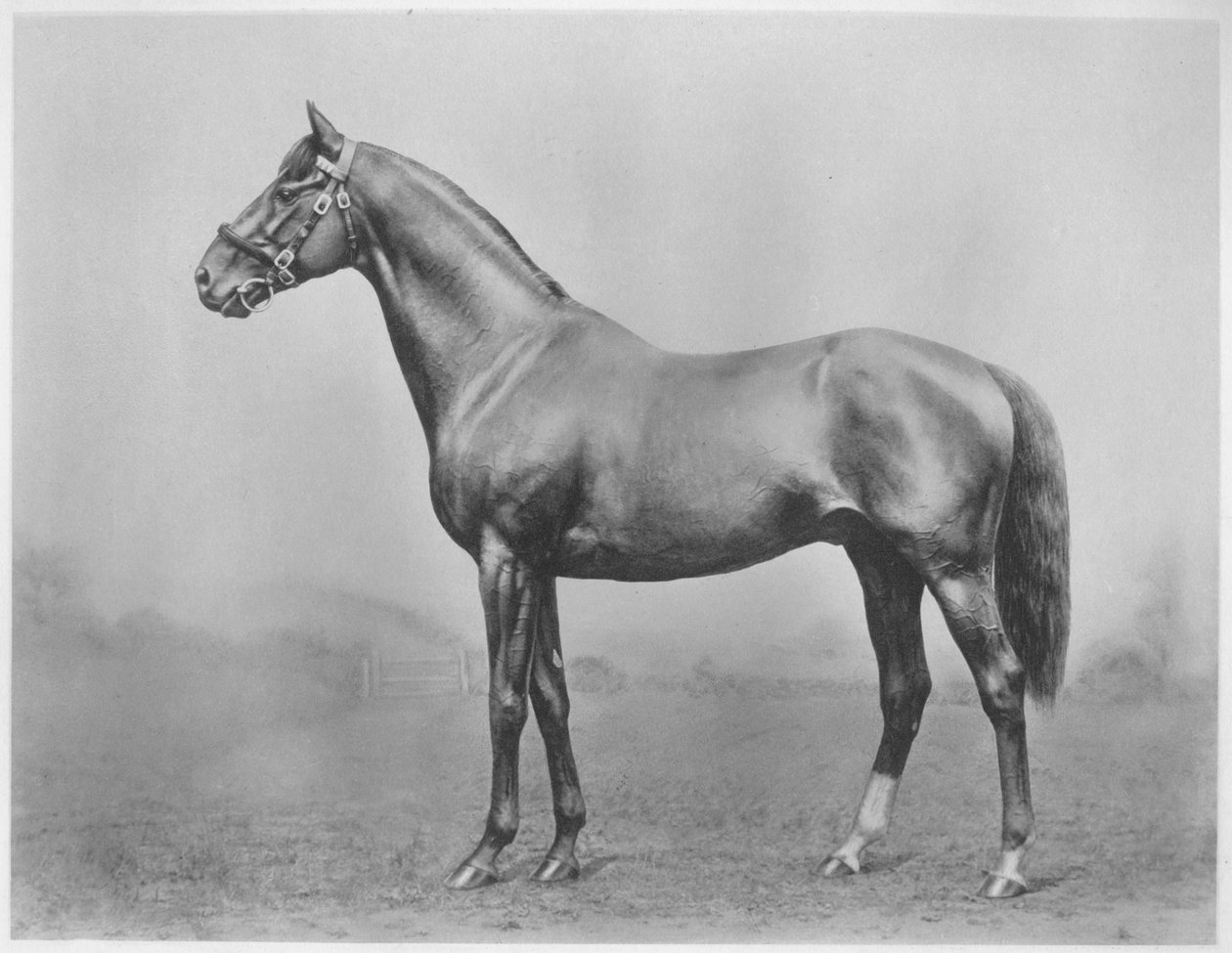 Bachelors-knapp. Winkfield - Milady, 1911 av Unbekannt